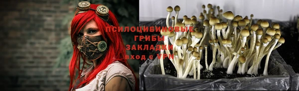 ГАЛЛЮЦИНОГЕННЫЕ ГРИБЫ Новодвинск